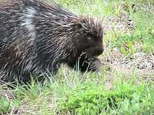 220px-MainePorcupine.jpg