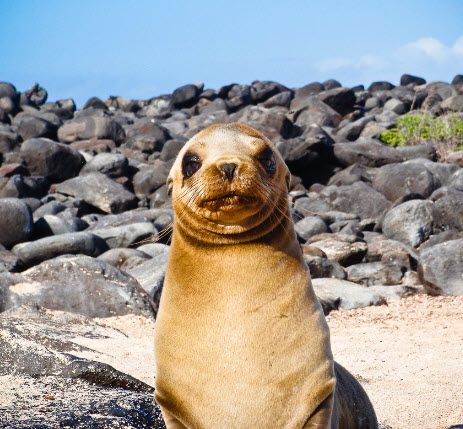 Sea Lion.jpg