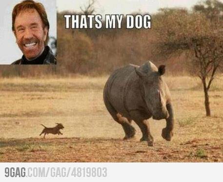 chuck Norris - the scientific name for viagra.jpg