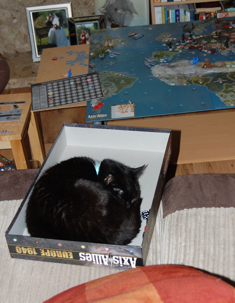Cat in A&A Box.jpg